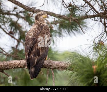 Aigle chauve juvénile assis sur une branche d'arbre. Banque D'Images