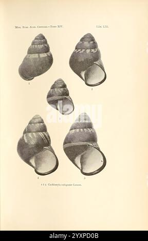 Memorias de la Real Academia de Ciencias Exactas, Fisicas y Naturales de Madrid, Madrid, Impr. Aguado, 1850-, périodiques, science, sociétés, musée de zoologie comparée, l'illustration présente une série de formes de coquillages minutieusement détaillées, mettant en valeur divers angles et perspectives. Chaque coquille est étiquetée avec un numéro correspondant pour l'identification, indiquant différentes espèces ou variations. Les motifs complexes et les textures des coquillages soulignent la diversité de la nature, soulignant leurs formes et designs uniques. L'arrangement soigneux attire l'attention sur les deux scientifiques Banque D'Images