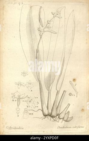Histoire particulière des plantes, Orchideés, recueillis sur les trois îles australes d'Afrique, de France, de Bourbon et de Madagascar, Paris, L'auteur, 1822, Orchidaceae, L'illustration présente une représentation détaillée de l'espèce végétale Dendrobium cultriforme, connue pour ses feuilles allongées distinctives et son arrangement floral. La plante est montrée avec plusieurs feuilles s'étendant gracieusement de la base, où les tiges émergent. À côté du dessin principal, il y a des croquis étiquetés plus petits montrant diverses parties de la plante, y compris la structure des fleurs et des éléments finis botaniques spécifiques Banque D'Images