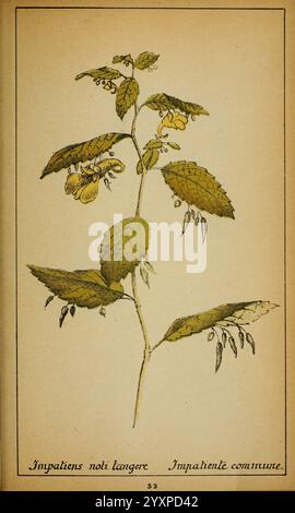 Choix, de, plantes, de, l'Europe, centrale, et, particulièrement, de, la, Suisse, et, de, la, Savoie, Genève, F, Richard, 1878, europe, central, œuvres picturales, plantes, savoie, France, et l'Italie, la Suisse, le jardin botanique de New York, impatiens, no-Li-tangere., Une illustration détaillée de la plante *Impatiens noli-tangere*, communément appelée touch-me-not ou doux toucher. La représentation met en valeur sa tige élancée ornée de délicates fleurs jaunes, qui présentent une forme distincte avec des pétales pointus. Les feuilles de la plante sont larges et dentelées, présentant une couleur verte riche. Sous le f Banque D'Images