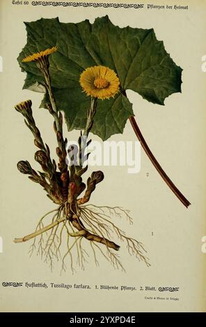 Pflanzen der Heimat Leipzig, quelle und Meyer, 1913, Allemagne, œuvres picturales, plantes, jardin botanique de New York, Tussilago farfara, l'illustration présente une plante de pissenlit, mettant en valeur ses caractéristiques distinctes. La partie fleurie présente des fleurs jaune vif au sommet de tiges minces, ce qui indique la présence vibrante de la plante. Sous les fleurs, un rendu détaillé des feuilles illustre leurs larges bords dentelés, démontrant le feuillage unique de la plante. Les racines sont représentées, soulignant leur structure et leur connexion à la terre. Cette représentation éducative sert à identifier Banque D'Images