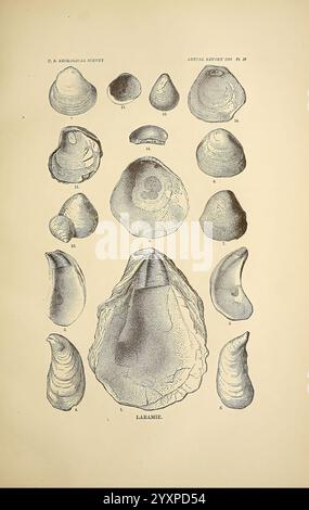 A review of the non-marine Fossil Mollusca of North America, Washington, U.S.G.P.O, 1883, Paleontology, Amérique du Nord, mollusque, fossile, Une collection de divers spécimens de coquille est présentée, présentant différentes formes, tailles et textures. Chaque coque est détaillée, mettant en évidence leurs caractéristiques uniques telles que les crêtes, les contours et les ouvertures. Les numéros étiquettent les spécimens pour identification, présentant une étude scientifique de ces organismes marins. L'arrangement met l'accent sur la diversité parmi les coquilles, reflétant leur importance écologique et leur beauté esthétique. Banque D'Images