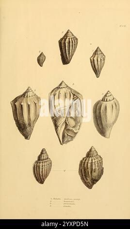 Le, minéral, conchologie, de, Grand, Grande-Bretagne, Londres, imprimé, par, B. Meredith, 1812-1846, Grande-Bretagne, paléontologie, pictural, œuvres, mollusques, fossiles, l'illustration présente un éventail de coquillages minutieusement détaillés, mettant en valeur diverses formes et textures. Chaque coquille présente des motifs et des crêtes uniques, soulignant la diversité de la vie marine. Les annotations numérotées fournissent une identification systématique de chaque spécimen, mettant l'accent sur leur classification scientifique. Les coques apparaissent dans différentes orientations, permettant une vue complète de leurs formes. Cette représentation sert à ce Banque D'Images