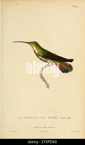 Histoire naturelle des colibris, Paris, Arthus Bertrand, 1830-1832, colibris, œuvres picturales, Une représentation magnifiquement illustrée d'un colibri mâle, connu sous le nom de ''le Housse-Col Doré''. L'oiseau est perché gracieusement sur une branche élancée, mettant en valeur son plumage vibrant. Sa tête verte irisée se transforme en une coloration plus riche le long du dos, tandis que le bec allongé souligne son adaptation pour se nourrir de nectar. La queue présente des nuances frappantes de bleu et de rouge, ajoutant à l'attrait visuel. Sous l'illustration, il y a une légende indiquant le nom de l'espèce et des détails sur son nom Banque D'Images