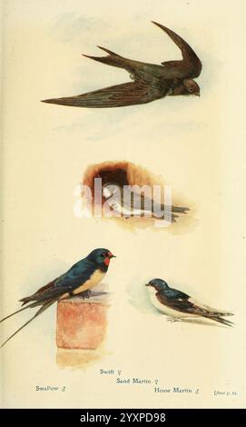 Oiseaux britanniques dans leurs repaires . Londres, Dutton [1922], Grande-Bretagne, oiseaux, hirundo rustica, hirondelle de grange, riparia riparia, sable martin, apus apus, banlieue, maison du nord martin, delichon urbicum, Une collection d'oiseaux illustrés présentant diverses espèces. En haut, un Swift est représenté en mi-vol, ses ailes élégamment déployées. En dessous, un martin de sable, un oiseau plus petit, est représenté perché près de son nid, qui est illustré comme un terrier. La troisième illustration représente une maison martin, identifiable par ses marquages distincts. Enfin, deux hirondelles sont affichées en bas, une en p. Banque D'Images