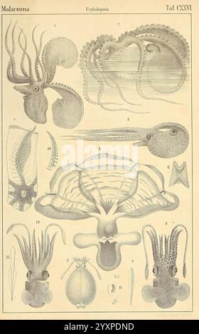Dr. H.G. Bronn's Klassen und Ordnungen der Weichthiere (Malacozoa), Leipzig, C.F. Winter, 1862-1866, mollusques, cephalopoda, une illustration scientifique complexe présentant diverses espèces dans la classe Cephalopoda. L'œuvre présente des représentations détaillées de plusieurs céphalopodes, y compris des pieuvres et des calamides, identifiés par leurs structures anatomiques uniques. Chaque figure est numérotée pour référence, mettant en évidence des caractéristiques spécifiques telles que le manteau, les bras et les tentacules. La mise en page comprend des gros plans, des vues latérales et des vues de dessus, fournissant une compréhension complète de leurs formulaires et adaptat Banque D'Images