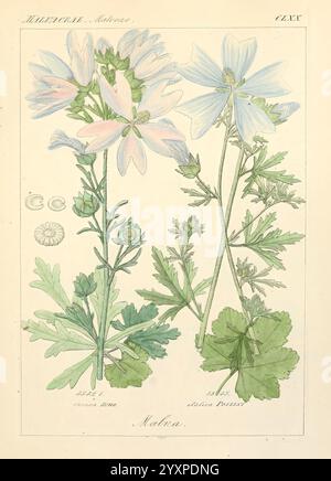 Icones florae Germanicae et Helveticae, simul Pedemontanae, Tirolensis, Istriacae, Dalmaticae, Austriacae, Hungaricae, Transylvanicae, Moravicae, Borussicae, Holsaticae, Belgicae, Hollandicae, ergo Mediae Europae. Lipsiae, F. Hofmeister 1834-1912. [v. 1, 1850], Europe, œuvres picturales, plantes, cette illustration montre deux plantes distinctes, probablement du genre Malva, mettant en valeur leurs fleurs et leur feuillage délicats. Les fleurs présentent des couleurs pastel douces, avec des pétales qui affichent un dégradé doux du blanc au rose clair à gauche et au bleu pâle à droite. Chaque fleur est accompagnée d'un clus Banque D'Images