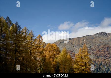 Une vue d'automne de Val da Camp près du Lago da Saoseo, Graubünden (montagnes de la Bernina), avec des mélèzes dorés et un ciel bleu vif. Banque D'Images