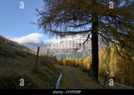 Une vue d'automne de Val da Camp près du Lago da Saoseo, Graubünden (montagnes de la Bernina), avec des mélèzes dorés et un ciel bleu vif. Banque D'Images