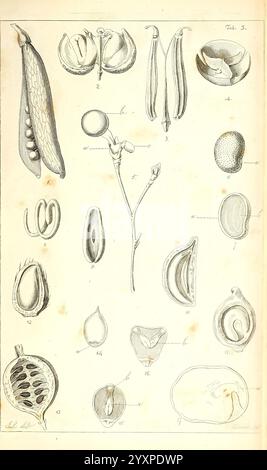 Observations sur la structure des fruits et des graines, Londres, John Harding, 1819, anatomie, fruit, Seeds., une illustration complexe présentant une variété de gousses de graines et leur contenu, disposées méthodiquement pour mettre en évidence différentes formes et structures. Chaque spécimen est numéroté et étiqueté, fournissant une référence claire pour l'étude botanique. La collection comprend diverses formes telles que des gousses allongées, des capsules arrondies et des légumineuses fendues, soulignant la complexité des structures reproductrices des plantes. De plus, certaines sections décrivent des graines à différents stades de développement, démontrant le naturel Banque D'Images