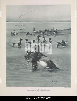 British, plongée, canards, Londres, Longmans, Green and Co, 1913, oiseaux, canards, Grande-Bretagne, œuvres picturales, Une scène sereine représentant un groupe de canards, mettant principalement en vedette un drake distinctif avec une tête noire frappante et un corps blanc, nageant gracieusement sur des eaux calmes. La composition capture une variété de canards, chacun présentant des motifs de plumage uniques, pagayant ensemble dans un habitat naturel. En arrière-plan, une subtile ligne d'oiseaux vole au-dessus de vous, ajoutant à l'ambiance tranquille. Le cadre suggère un environnement de zone humide paisible, évoquant un sentiment d'harmonie et la beauté de la faune Banque D'Images