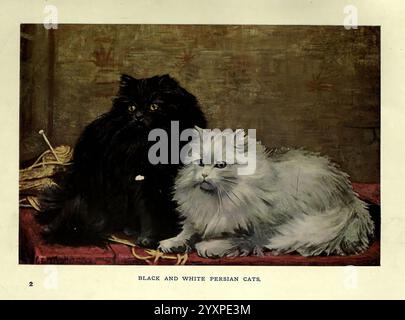 Le livre du chat London, Cassell and Company, Limited, 1903. Chats, Felis catus, deux chats persans sont représentés côte à côte, mettant en valeur leurs couleurs et textures de fourrure distinctes. Le premier chat, à la fourrure noire luxueuse et aux yeux ambrés saisissants, est assis en toute confiance, dégageant un sentiment de mystère et d'élégance. A côté de lui se trouve le deuxième chat, orné de fourrure blanche moelleuse et de doux accents gris, ses yeux bleus perçants regardant curieusement. L'arrière-plan présente une texture subtile, améliorant la focalisation visuelle sur les chats. Une boule de fil est partiellement visible près des chats, laissant entendre à un moment ludique. La pièce Banque D'Images