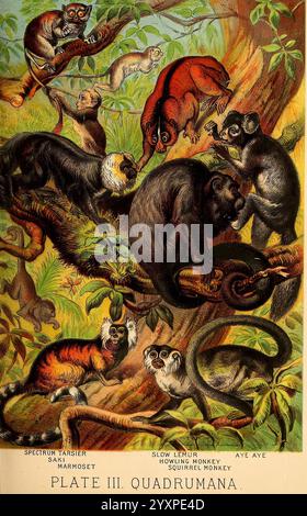 Johnson's Household book of nature, New York, H.J. Johnson, 1880, singe, écureuil, lémurien, saki, mammifères, marmoset, tarsier, aye-aye, Une illustration vibrante présentant diverses espèces de primates dans un cadre tropical luxuriant. La scène présente un Tarsier Spectrum, un Lemu lent, un singe hurlant, un singe écureuil et un Aye Aye, chacun s'engageant dans des poses dynamiques parmi un arrangement dense de branches et de feuillage. Les couleurs riches soulignent la diversité des motifs et des textures de fourrure, tandis que le fond est rempli de verdure, accentuant l'habitat naturel de ces créatures intrigantes. Cette illustration Banque D'Images