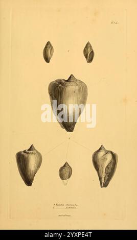 Le, minéral, conchologie, de, Grand, Bretagne, Londres, imprimé, par, B, Meredith, 1812-1846, Grande-Bretagne, paléontologie, picturale, œuvres, mollusques, fossile, l’illustration présente une collection de spécimens de coquillages, appartenant probablement à une espèce marine. Chaque coquille est représentée dans différentes orientations pour mettre en évidence sa forme et sa texture uniques. Les coques les plus grandes sont positionnées bien en évidence en haut, avec des exemples plus petits situés en dessous, reliés par des lignes pour souligner leur relation. Les détails complexes des crêtes et des courbes sont méticuleusement rendus, mettant en valeur l'art naturel trouvé dans les s. Banque D'Images