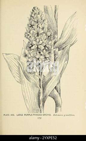 Sud, sauvage, fleurs, et, arbres, New York, Stokes, [1901], botanique, fleurs, sud, états, arbres, femmes, in, science, Marian Ellis Rowan, Une illustration botanique mettant en vedette une grande orchidée à franges violettes, scientifiquement connue sous le nom de Habeneria grandiflora. La fleur présente un épi proéminent orné de grappes de fleurs délicates, chacune caractérisée par des structures de pétales complexes et des franges violettes vives. Les feuilles, allongées et larges, encadrent la tige, contribuant à l'élégance globale de la plante. Ci-dessous la composition florale, détails du numéro de plaque scientifique et de l'espèce Banque D'Images