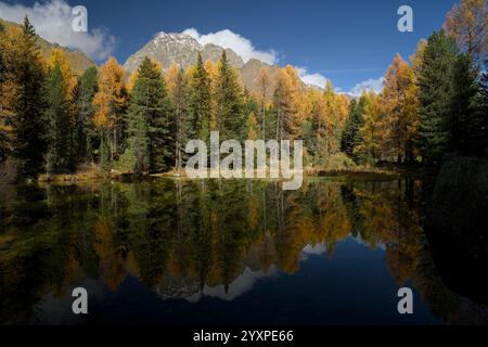 Une vue d'automne de Val da Camp près du Lago da Saoseo, Graubünden (montagnes de la Bernina), avec des mélèzes dorés et un ciel bleu vif. Banque D'Images