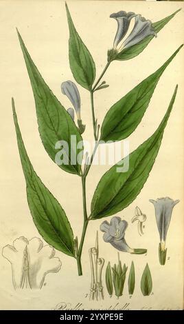 Flore exotique, Édimbourg, imprimé pour W. Blackwood, 1823-27, Grande-Bretagne, plantes, œuvres picturales, plantes cultivées, l'illustration présente une étude botanique de l'espèce végétale, mettant en valeur une tige haute ornée de feuilles allongées et pointues. Au sommet, des fleurs tubulaires bleues distinctes fleurissent, leurs délicats pétales élégamment courbés. Autour de la représentation principale de la plante se trouvent des dessins détaillés de composants de fleurs individuels, y compris un gros plan des pétales et de diverses formes de feuilles. Le dessin met en évidence les structures complexes de la plante, avec des étiquettes indiquant des parties spécifiques pour l'éducation Banque D'Images