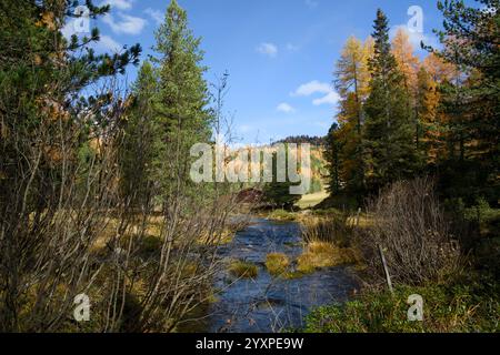 Une vue d'automne de Val da Camp près du Lago da Saoseo, Graubünden (montagnes de la Bernina), avec des mélèzes dorés et un ciel bleu vif. Banque D'Images