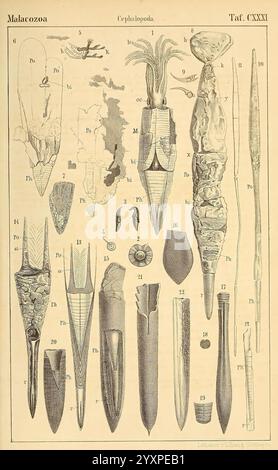 Dr. H.G. Bronn's Klassen und Ordnungen der Weichthiere (Malacozoa), Leipzig, C.F. Winter, 1862-1866, mollusques, Cephalopoda, une illustration scientifique complexe représentant diverses espèces de céphalopodes, y compris les calmars et les seiches. Les rendus détaillés mettent en évidence les caractéristiques physiques uniques de chaque organisme, mettant en valeur leurs corps allongés, leurs nageoires et leurs tentacules. Chaque spécimen est numéroté et étiqueté, fournissant des informations sur leurs structures anatomiques. Les diverses formes et tailles illustrent la complexité et l'adaptabilité de ces créatures marines, certaines présentant des becs distincts Banque D'Images
