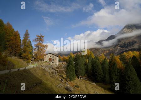 Une vue d'automne de Val da Camp près du Lago da Saoseo, Graubünden (montagnes de la Bernina), avec des mélèzes dorés et un ciel bleu vif. Banque D'Images