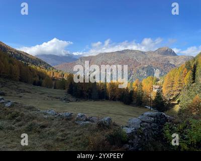Une vue d'automne de Val da Camp près du Lago da Saoseo, Graubünden (montagnes de la Bernina), avec des mélèzes dorés et un ciel bleu vif. Banque D'Images