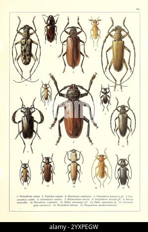 Zhuki rossii i zapadnoĭ Evropy, S.-Peterburg, Devrien, 1905-1915, coléoptères, Europe, Union soviétique, Une collection de coléoptères méticuleusement illustrés, présentant une variété d'espèces variée. Chaque coléoptère est distinct dans la forme et la taille, avec des détails soulignant leurs caractéristiques uniques et leur coloration. L'arrangement comprend à la fois des espèces familières et moins communes, étiquetées avec des noms scientifiques pour l'identification. Les illustrations reflètent un accent mis sur l'étude entomologique, capturant les motifs complexes et les structures qui définissent chaque coléoptère. Cet affichage sert de ressource pédagogique pour l'examen Banque D'Images