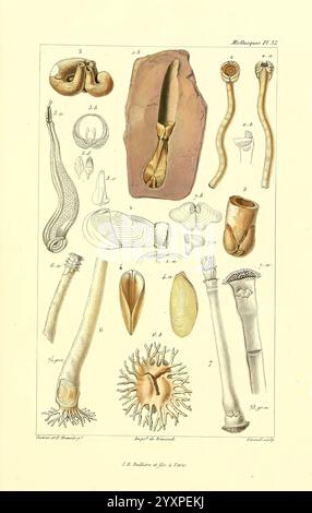 Les mollusques, Paris, J. B. Baillière, 1868, mollusques, classification, cette illustration présente une variété de spécimens anatomiques et biologiques, présentant des études détaillées de différents organismes. La composition comprend des figures étiquetées de diverses structures, telles que des coquilles, des os et des organes internes, mettant en évidence leurs formes et caractéristiques uniques. Chaque élément numéroté est méticuleusement rendu, donnant un aperçu de la diversité des formes au sein d'une catégorie spécifique de la vie, probablement destiné à des fins de référence éducative ou scientifique. L'arrangement met l'accent sur une approche systématique t Banque D'Images