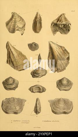 The Mineral Conchology of Great Britain, Londres, imprimé par B. Meredith , 1812-1846. Grande-Bretagne, Paléontologie, œuvres picturales, mollusques, fossile, L'illustration montre une collection de différentes formes de coquille, chacune méticuleusement étiquetée avec des numéros pour l'identification. Les coques présentent une gamme de formes et de textures, présentant des motifs complexes et des variations structurelles. Certains ont un aspect lisse et conique, tandis que d'autres sont plus arrondis avec des crêtes distinctes. Les annotations sous les coques fournissent des noms scientifiques, indiquant leur classification. Cette étude visuelle met en évidence les plongeurs Banque D'Images