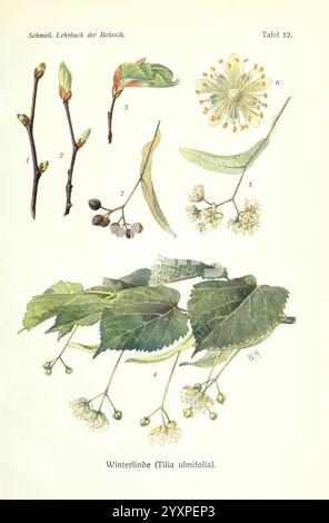 Lehrbuch der Botanik, Leipzig, quelle & Meyer, 1911, botanique, une illustration botanique représentant différentes étapes et parties du citron vert d'hiver (Tilia ulmifolia). La composition comprend des représentations détaillées de brindilles avec des bourgeons, des feuilles montrant leur forme et leur texture distinctes, et des grappes de fleurs illustrant la structure délicate des fleurs. Chaque élément est numéroté pour plus de clarté, mettant en évidence les caractéristiques complexes de l'anatomie de la plante, y compris le motif de ramification et la disposition des feuilles. Cette œuvre sert de référence pédagogique pour identifier et étudier le W. Banque D'Images