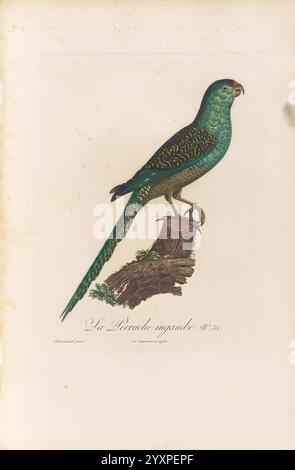 Histoire naturelle des perroquets, A Paris, chez Levrault, an IX (1801)-an XIII (1805), Une perruche verte et bleue éclatante perchée élégamment sur une branche texturée, mettant en valeur son plumage saisissant caractérisé par des motifs complexes de taches sombres. Sa queue unique et allongée s'étend gracieusement derrière elle, tandis que son bec distinctif évoque la nature ludique de l'oiseau. Sous l'illustration, le titre ''la perruche insigne'' est élégamment inscrit, indiquant l'espèce spécifique et ajoutant une touche savante à la représentation. La composition globale souligne la beauté et le détail de cet av exotique Banque D'Images