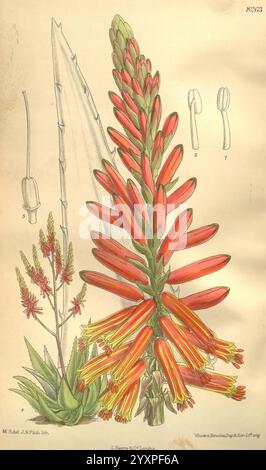 Curtis's Botanical Magazine Londres New York etc. Illustration botanique botanique périodiques travaux picturaux plantes Curtis ornementales, cette illustration présente une plante étonnante avec une pointe proéminente ornée de fleurs vibrantes et tubulaires dans les tons de rouge et d'orange, chacune fleurissant d'une grande tige. Autour de l'épi de floraison primaire se trouvent plusieurs structures florales plus petites et une rosette de feuilles distincte à la base, caractérisée par des feuilles charnues et succulentes. Sur le côté, les annotations détaillées comportent des éléments floraux supplémentaires et des vues rapprochées de fleurs individuelles, fournissant un l complet Banque D'Images