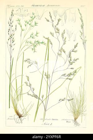 Icones florae Germanicae et Helveticae, simul Pedemontanae, Tirolensis, Istriacae, Dalmaticae, Austriacae, Hungaricae, Transylvanicae, Moravicae, Borussicae, Holsaticae, Belgicae, Hollandicae, ergo Mediae Europae, Lipsiae, F. Hofmeister 1834-1912, [v. 1, 1850], Europe, œuvres picturales, plantes, cette illustration présente une variété d'espèces d'herbe, mettant en valeur leurs structures et formes complexes. Parmi les plantes représentées, une sélection de tiges hautes et minces avec des têtes de graines délicates peut être vue, aux côtés d'herbes plus courtes et touffetées émergeant de leurs systèmes racinaires. Le rendu détaillé est mis en surbrillance Banque D'Images