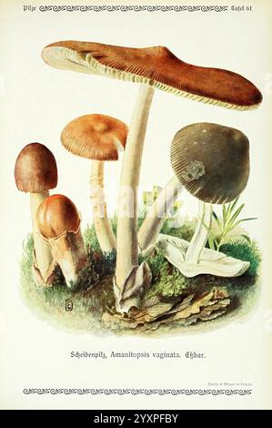 Pilze der Heimat Leipzig, quelle und Meyer, 1913, Agaricacées, champignons, Allemagne, Mycologie, champignons, champignons, Emil Doerstling, Grisette, Amanitopsis vaginata, Amanita vaginata, Une illustration botanique détaillée présentant une variété de champignons, mettant en vedette spécifiquement Amanitopsis vaginata. L'accent est mis sur un champignon haut et mince avec une tige blanche lisse et un chapeau grisâtre en forme de dôme, entouré de champignons plus petits avec différentes formes et couleurs de chapeau, y compris brun rougeâtre et brun clair. La scène est placée sur un fond naturel d'herbe et de tons terreux, mettant en évidence l'intri Banque D'Images