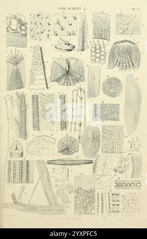 Le dictionnaire micrographique, Londres, J. Van Voorst, 1883, dictionnaires, microscopes, microscopie, histoire naturelle, Une collection détaillée d'illustrations présentant différents types d'écailles de poisson. L'image présente un éventail de motifs complexes, de textures et de formes, catégorisés et étiquetés pour référence. Chaque échelle présente des caractéristiques uniques, mettant en évidence la diversité du monde aquatique. Cette compilation sert de représentation pédagogique de l’ichtyologie, mettant l’accent à la fois sur l’étude scientifique des poissons et sur la beauté esthétique de leurs écailles. Banque D'Images