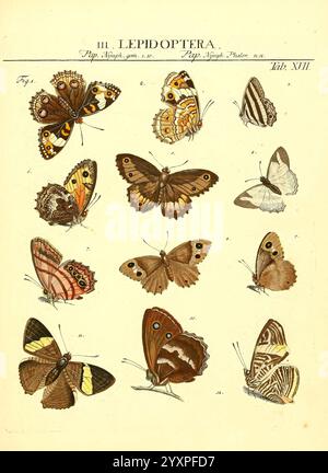 Genera, Insectorum, Linnaei, et, Fabricii, Iconibus, Illustrata, C, Vitoduri, Helvetorum, Prostat, apud, Henric, Steiner, et, Socios, MDCCLXXXIX, [1789], géographique, distribution, insectes, images, œuvres, arthropodes, l'illustration présente une variété d'espèces de papillons, chacune méticuleusement détaillée et étiquetée. Représentant l'ordre des lépidoptères, les papillons affichent une gamme de couleurs, de motifs et de formes d'ailes. Les caractéristiques les plus marquantes comprennent des taches oculaires distinctives sur les ailes, des veines complexes et diverses marques qui soulignent les caractéristiques uniques de chaque espèce. L'arrangem Banque D'Images