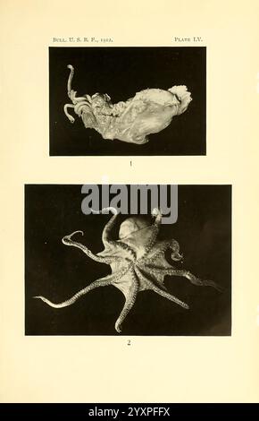 Les Cephalopodes des îles hawaïennes. Washington, Govt. Print, 1914. Cephalopoda, Hawaii, mollusques, Polypus Hoylei, Megalocranchia Fisheri, Pteroctopus Hoylei, poulpe, calmar de verre, mollusque, Octopodiformes, Octopoda, Incirrata, poulpe de Fourhorn du Pacifique, taxonomie : commun = Hee, Hee, Mūheʻe, Mūheʻe, Tako, IKA, l'illustration présente deux représentations détaillées de céphalopodes. La première représentation montre une seiche, caractérisée par sa structure corporelle distincte, avec des tentacules et une tête bulbeuse, soulignant sa forme et son anatomie uniques. La deuxième représentation présente une pieuvre, Banque D'Images