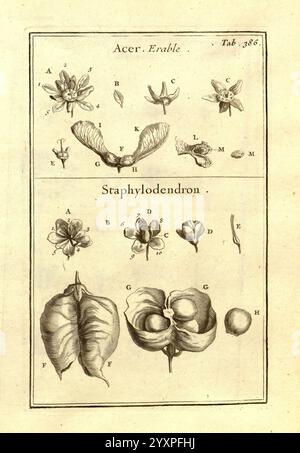 Joseph Pitton de Tournefort, Institutiones Rei herbariae, Parisiis, E Typographia Regia, 1700-[1703], botanique, œuvres pré-linnéennes, l'illustration présente une étude botanique détaillée mettant en vedette diverses espèces d'Acer (érable) et de Staphylea (le noyer rouge). La section supérieure est dédiée au genre Acer, présentant différentes parties telles que les feuilles, les fleurs et les graines, étiquetées de A à M pour plus de clarté. La section inférieure met en évidence le genre Staphylea, en se concentrant sur sa structure florale unique, les formes de feuilles et les gousses de graines distinctives. L'arrangement souligne les détails complexes de chaque spécimen, w Banque D'Images