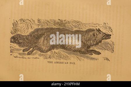 Histoire naturelle des animaux sauvages occidentaux et guide pour chasseurs, trappeurs et sportifs, Toledo, Ohio, Blade Printing & Paper Company, 1875, chasse, Amérique du Nord, piégeage, zoologie, renard, Vulpes vulpes fulvus, renard roux américain, renard, une illustration détaillée d'un renard, mettant en valeur son corps élégant et son museau pointu. L'animal est représenté dans une pose naturelle, couché bas sur une toile de fond de hautes herbes. Sa texture de fourrure est rendue de façon complexe, soulignant l'agilité du renard et sa conscience aiguë. Sous la créature, le texte ''LE RENARD AMÉRICAIN'' est affiché bien en évidence, identifiant le sujet de l'Ar Banque D'Images
