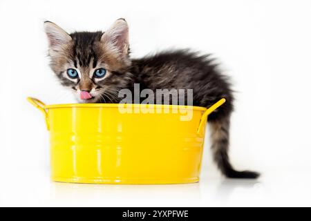Chaton tabby mignon avec des yeux bleus dans un seau jaune Banque D'Images