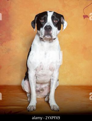 Chien Pitbull posant sur un fond coloré d'automne pour un portrait Banque D'Images