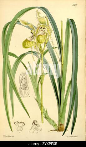 Curtis's Botanical Magazine, Londres, New York, botanique, périodiques, œuvres picturales, Curtis, une illustration exquise d'une espèce d'orchidée, mettant en valeur sa structure unique et ses caractéristiques délicates. La plante affiche des feuilles élancées et allongées qui se courbent gracieusement vers le haut, créant une toile de fond luxuriante pour les fleurs. Ces fleurs sont caractérisées par leurs formes frappantes et leurs marques complexes, avec deux fleurs proéminentes positionnées en évidence au sommet. Dans le coin inférieur gauche, des esquisses détaillées mettent en évidence l'anatomie de la fleur, y compris celle étiquetée ''1'' avec ses formes exquises et Banque D'Images