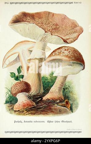 Pilze der Heimat Leipzig, quelle und Meyer, 1913, Agaricacées, champignons, Allemagne, Mycologie, champignons, champignons, Emil Doerstling, fard à joues, Amanita rubescens, cette illustration présente une étude botanique de diverses espèces de champignons, mettant en évidence Amanita rubescens, communément appelé champignon fard à joues. Le rendu détaillé met en valeur les caractéristiques distinctes de chaque champignon, y compris leurs chapeaux, branchies et tiges. Autour des champignons se trouvent des notes de feuillage vert, mettant l'accent sur leur habitat naturel. La palette de couleurs reflète les tons terreux, mettant en évidence les textures et les formes de Banque D'Images