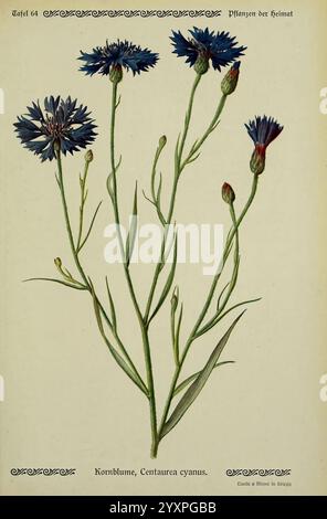 Pflanzen der Heimat Leipzig, quelle und Meyer, 1913. Allemagne, œuvres picturales, plantes, jardin botanique de New York, Centaurea cyanus, Une illustration délicate met en valeur un amas de bleuets, scientifiquement nommé Centaurea cyanus. Les fleurs présentent une teinte bleu foncé frappante avec des structures de pétales complexes, et plusieurs bourgeons sont visibles le long des tiges minces. La représentation botanique souligne les lignes gracieuses de la plante, avec des feuilles détaillées améliorant son élégance naturelle. Une inscription ci-dessous fournit le nom commun, ''Kornblume', à côté de la classification scientifique, invitant Banque D'Images