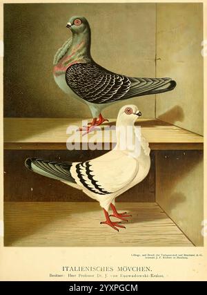 Illustrirtes Mustertauben-Buch, Hamburg, Druck und Verlag von J.F. Richter, [1884-1886]. Pigeons, anatomie, variation, œuvres picturales., l'illustration présente deux variétés distinctes de pigeons, connues pour leur plumage unique et leurs caractéristiques physiques. Le premier pigeon, positionné sur la face supérieure, affiche une combinaison frappante de nuances avec un arrangement de plumes à motifs, avec un éclat irisé proéminent sur son cou. Sa posture transmet un sentiment de confiance et de grâce, avec des pieds rouges fermement plantés sur la surface ci-dessous. En dessous, le deuxième pigeon présente une appe contrastée Banque D'Images