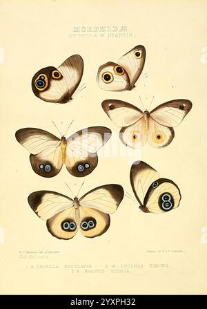 Illustrations de nouvelles espèces de papillons exotiques Londres, John Van Voorst, 1856-1876, papillons, répartition géographique, lépidoptères, œuvres picturales, spéciation, cette œuvre présente un arrangement détaillé de six papillons Morpho, mettant en valeur leurs motifs uniques et leurs combinaisons de couleurs saisissantes. Les papillons sont présentés en deux rangées, mettant en évidence leurs marquages d'aile distinctifs. Chaque spécimen présente un mélange de blancs crémeux, de bruns doux et de taches oculaires vibrantes dans les tons de bleu, jaune et orange. Les dessins complexes sur les ailes sont soulignés, attirant l'attention sur le natur Banque D'Images