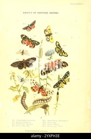 Le monde vivant Boston Samuel Walker & Co. 1868-1870 c1868 Anthropologie œuvres illustrées Zoologie Callimorpha jacobaeae Moth Cinnabar Moth Tyria jacobaeae Moth Arctiid Moth Heraclidominula Euthemonia Russula Garden Tiger Moth Great Tiger Arctia caja Nemeophila plantaginis Parasemia plantaginis Wood Tiger Arctia villica Cream spot Tiger, Une collection de divers teintes britanniques est présentée, présentant les détails complexes et vibrants. L'illustration comprend plusieurs papillons de nuit distincts, avec une variété de couleurs et de formes d'ailes, disposés soigneusement autour d'un c. Banque D'Images