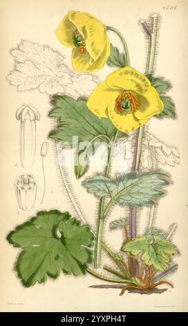 Curtis's Botanical Magazine, Londres, New York, illustration botanique, botanique, périodiques, œuvres picturales, plantes ornementales, Curtis, cette illustration présente une représentation vibrante d'une plante à fleurs, mettant en évidence de grandes fleurs jaunes frappantes avec des détails complexes des pétales et des étamines. La plante est représentée avec des feuilles vertes luxuriantes qui présentent une surface texturée, complétant les fleurs vives. À côté de la plante principale se trouvent des croquis détaillés des éléments botaniques, y compris les structures florales et les types de feuilles, offrant une vue complète de l'espèce. L'ensemble c Banque D'Images