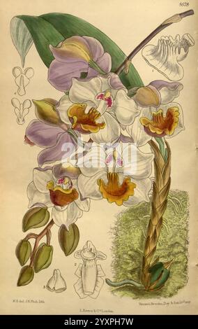 Curtis's Botanical Magazine London New York Botanical illustration botanique périodiques travaux picturaux plantes arthropode ornemental Curtis, cette illustration présente une orchidée étonnante avec des pétales au design complexe dans les tons de blanc, jaune et violet. La fleur centrale est proéminente, présentant un mélange vibrant de couleurs avec des accents orange profond et violet à la gorge. Autour de la fleur principale se trouvent plusieurs bourgeons, indiquant le potentiel de la plante pour d'autres floraisons. Sur le côté, des esquisses détaillées des différents composants structurels de la fleur sont incluses, mettant en évidence les formes uniques de th Banque D'Images