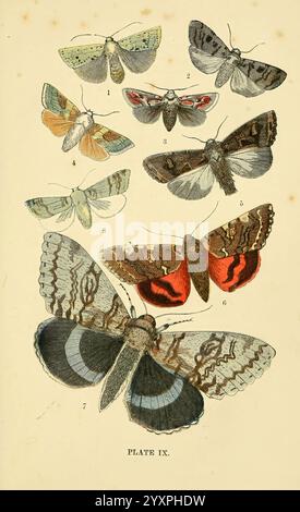 The common of England Glasgow, Manchester et New York George Routledge and sons, [1870] Angleterre œuvres picturales pointillées châtaignier à double tache carré Pine Beauty Brass Burnished Brass Great angle Shades Dark Crimson Underwing Clifden Nonpareil Shallow Moth Dasycampa Rubiginea Noctua Triangulum Trachée Piniperda Plusia Chrysitis Trigonophora Empyocala sponsa Catocala Fraxini Xanthia une collection de couleurs magnifiquement illustrées. L'arrangement comprend dix espèces distinctes, chacune numérotée pour référence. La rangée supérieure inclut smalle Banque D'Images