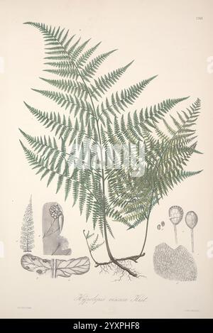Florae Columbiae, Berolini, apud Ferdinandi Duemmleri Successores, 1858-69, plantes, Colombie, chromolithographes, Graphic Media, 1858-69, Une illustration botanique détaillée mettant en vedette une fougère élégamment détaillée, identifiée comme ''Hypolepis nigra''. La feuille centrale présente des structures de frondes complexes avec des folioles finement divisées, mettant en évidence les textures délicates du feuillage. Autour de l'illustration principale se trouvent divers éléments botaniques : une petite spore de graine, une coupe transversale de la tige de fougère et d'autres structures porteuses de spores, tous méticuleusement rendus pour souligner leurs caractéristiques uniques. Banque D'Images